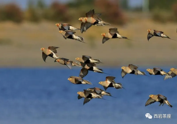 鳥事記之毛腿沙雞 鳥事記之毛腿沙雞