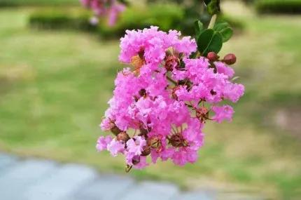 分享——紫薇花