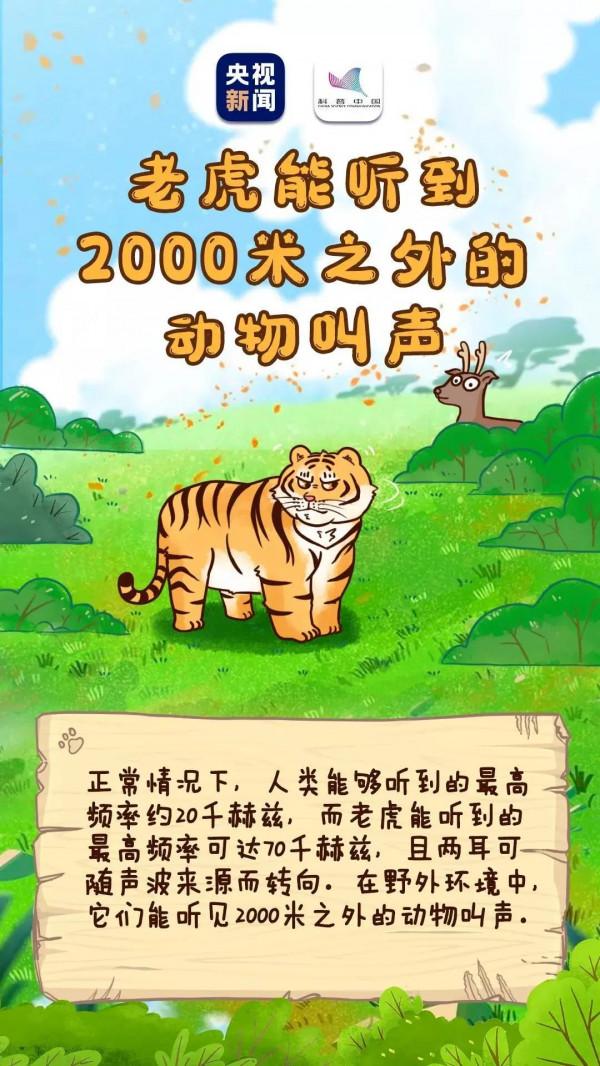 老虎能聽到2000米外的聲音……虎年有關老虎的這些冷知識，有必要講給孩子聽