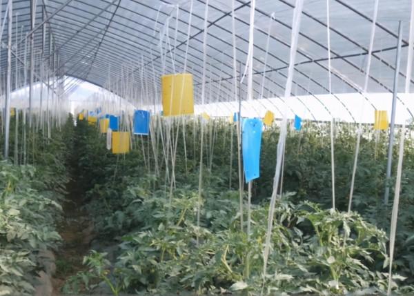 番茄病毒病不能忽視,夏季減產嚴重,農戶要做好3點 番茄病毒病不能忽視,夏季減產嚴重,農戶要做好3點