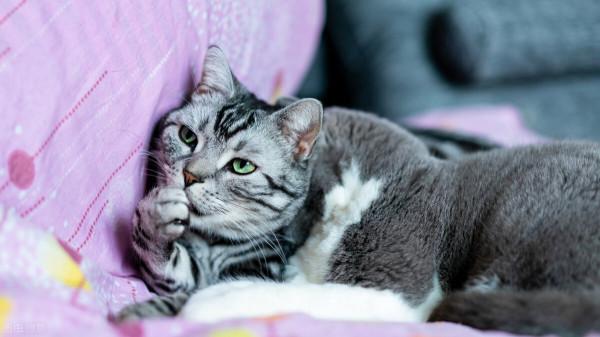 貓咪會認識自己的媽媽?兄弟嗎? 貓咪會認識自己的媽媽?兄弟嗎?