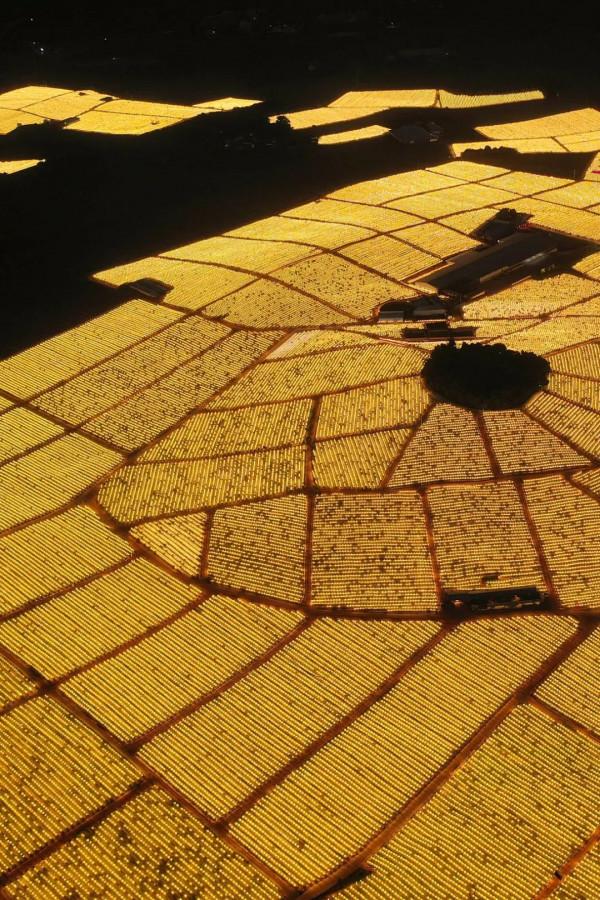 557億斤！中國&OpenCurlyDoubleQuote;水果王國&rdquo;，為什麼是廣西？