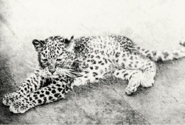 中國最早的動物園&mdash;&mdash;萬牲園小史