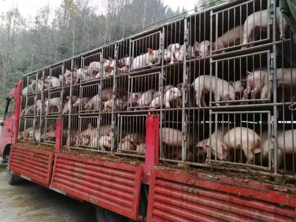 9個月虧15億，雛鷹農牧拿火腿還債，曾因無錢買飼料餓死200萬頭豬