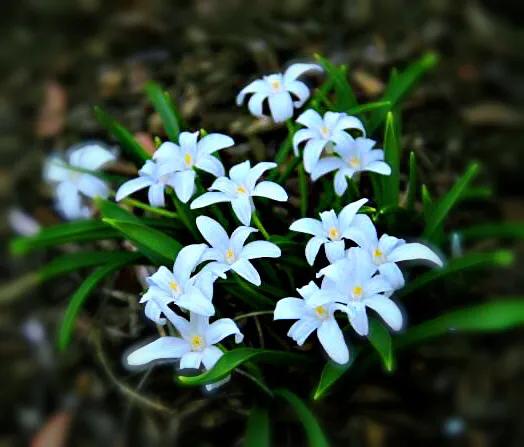 雪光花～早春開花，小巧別緻