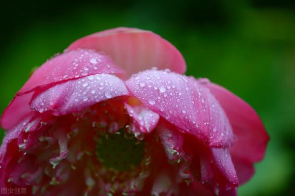 東方文學《觀雨賞荷，風乾露枝留殘香，誰人為此建暖房》