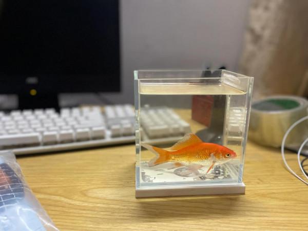 野釣收穫一尾小金魚