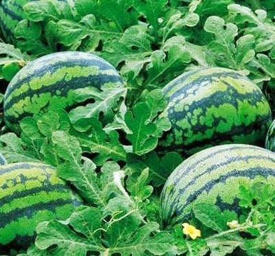 穿越到“大秦賦”時代,吃頓飯到底有多難? 穿越到“大秦賦”時代,吃頓飯到底有多難?