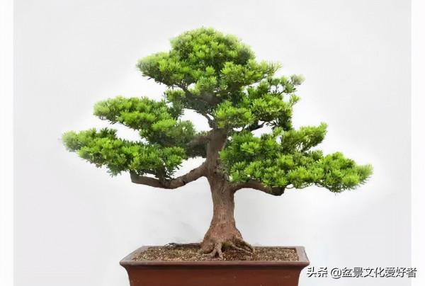 俗話說：千年羅漢松、萬代幸福根