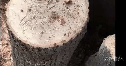 青城山發現兩隻陽彩臂金龜成蟲,還有隻巨型幼蟲,可它們不是家庭 青城山發現兩隻陽彩臂金龜成蟲,還有隻巨型幼蟲,可它們不是家庭