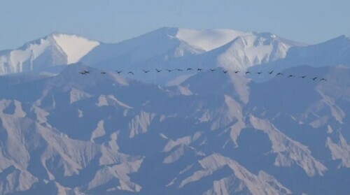 路上偶遇東北虎是什麼體驗？網友：大腦斧能有什麼壞心思呢