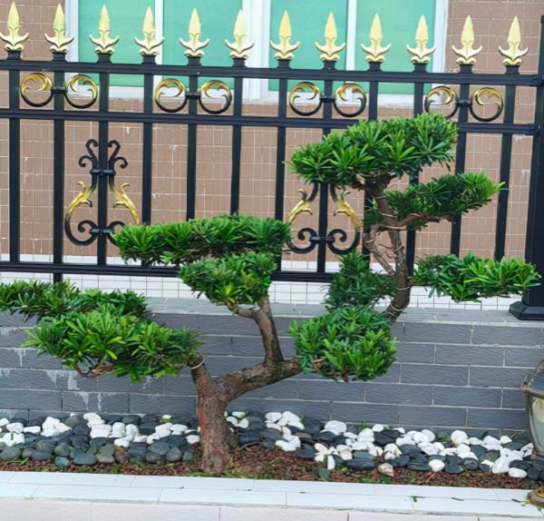 想要家中多貴氣，當然要養歲寒三友，冬天養更合適