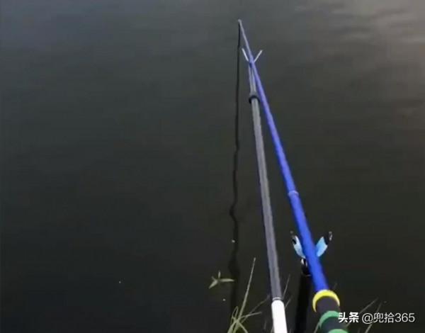 神奇！瀋陽一狗陪主人釣魚，發現魚漂有動靜，立即提醒：魚來了