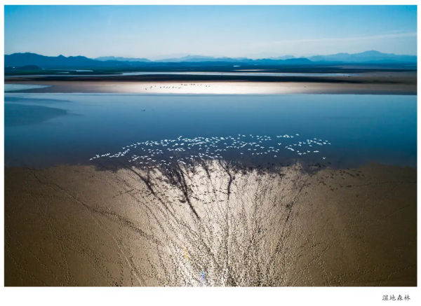 圍觀！省媒報紙整版報道升金湖候鳥