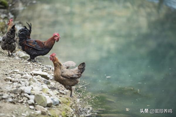 養雞秘訣:老獸醫彙總的紅糖四個經典套餐,養雞人收藏一下吧 養雞秘訣:老獸醫彙總的紅糖四個經典套餐,養雞人收藏一下吧