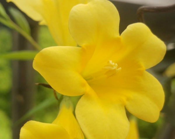 冬天就養這4種花，從冬一直開到夏，好養又漂亮人見人愛