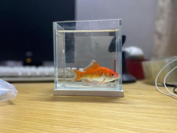 野釣收穫一尾小金魚