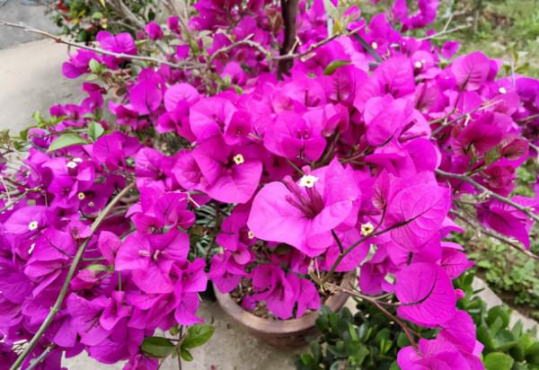 5種“省心花”，好看又好養，是養花新手們的最愛