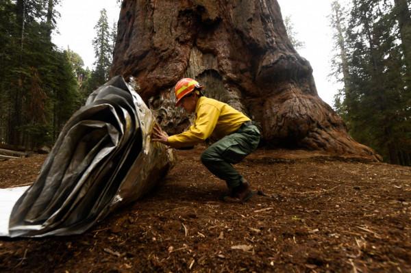 巨型紅杉脫下“防火衣” 巨型紅杉脫下“防火衣”