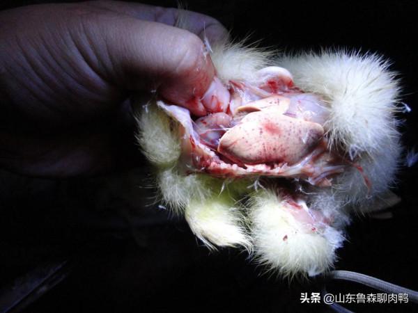 鴨子搖頭?可能是這3種病 鴨子搖頭?可能是這3種病