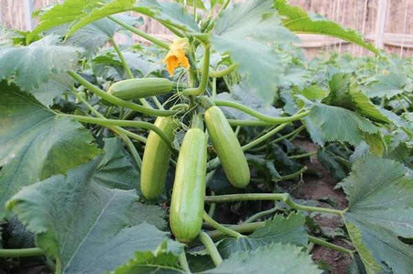 讓女生越吃越瘦的4種主食替代品,好吃還不怕胖,增加你的幸福感 讓女生越吃越瘦的4種主食替代品,好吃還不怕胖,增加你的幸福感