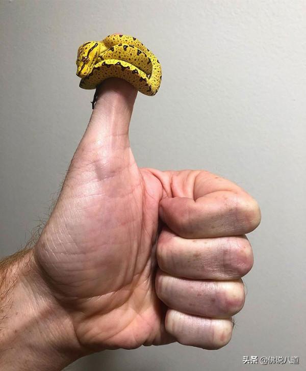 又想騙我養只萌寵：被惹毛的鱷魚，好凶