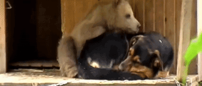 這隻貓天天和貓頭鷹幹架,卻打出了一段黑白配神仙友情 這隻貓天天和貓頭鷹幹架,卻打出了一段黑白配神仙友情