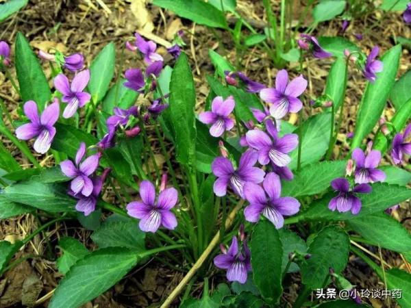 每日中藥——紫花地丁