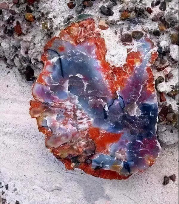 木化石，億萬年前的遺世孤品