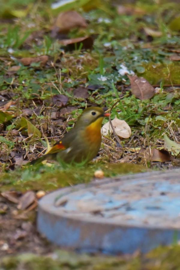 紅嘴相思雀：國家二級保護動物