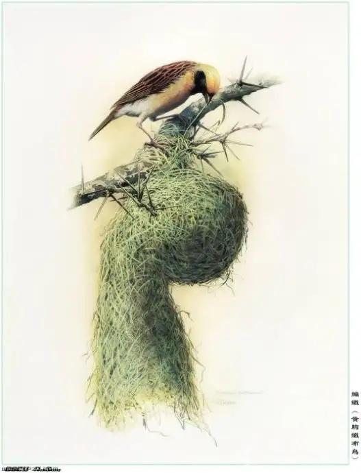 中國動植物畫第一人，曾孝濂極品工筆畫