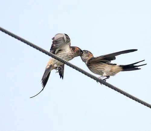 愛情鳥，相親相愛一對鳥