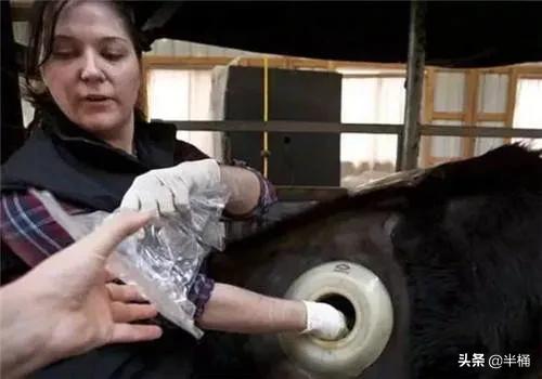 美國人養牛為什麼要在牛身上開個洞？我國為什麼沒有推廣此法？