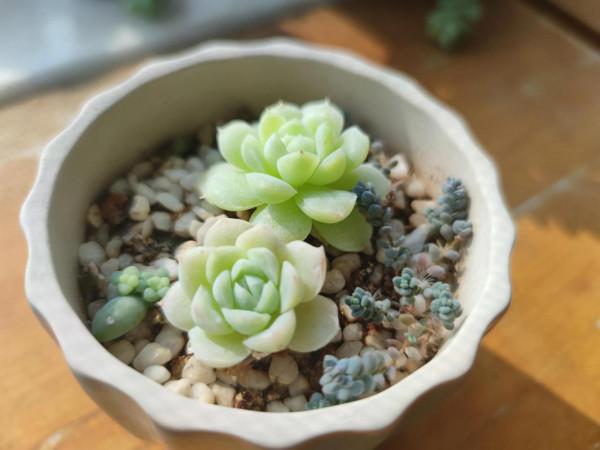 白月影 好看又好養的多肉