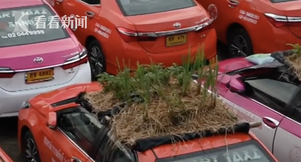 車頂種菜，後備箱養蛙！泰國大量出租車因疫情荒廢變“菜園”