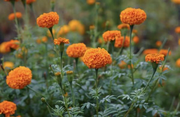 20種充滿活力的橙黃色花卉,來為你的生活注入快樂吧 20種充滿活力的橙黃色花卉,來為你的生活注入快樂吧