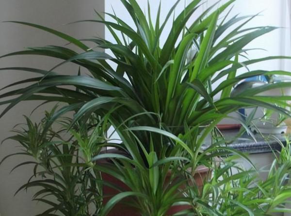 這3種花是“吸廢氣”的高手，至少養一種，比空氣清淨機還要厲害