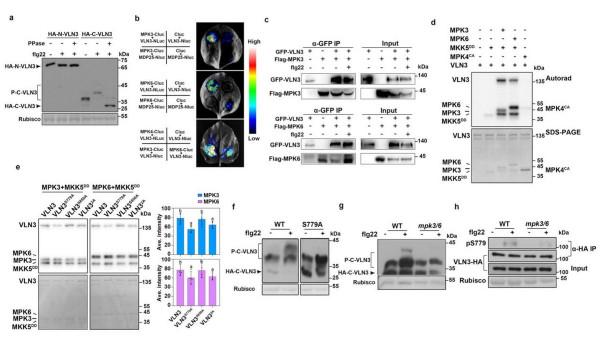 最新！北京985女教授取得重大科研進展，團隊成果引發國際關注！