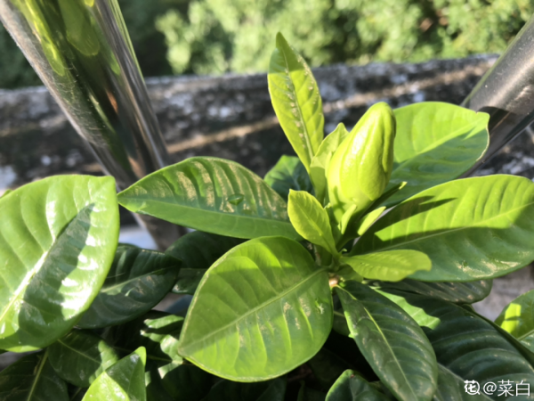 現在給花上秋肥,杆子粗、葉子密,不然冬天都凍死 現在給花上秋肥,杆子粗、葉子密,不然冬天都凍死