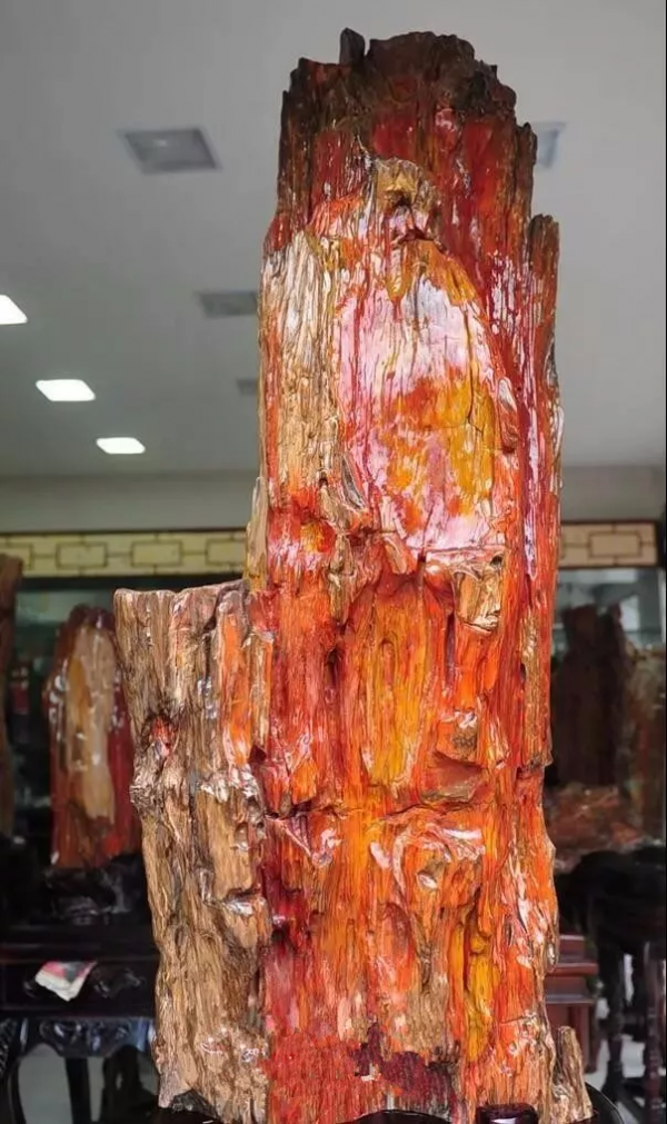 木化石，億萬年前的遺世孤品