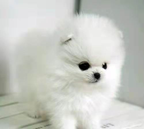 這種容易咬人的狗,你有被咬過嗎、趕緊認識認識,以免被咬 這種容易咬人的狗,你有被咬過嗎、趕緊認識認識,以免被咬