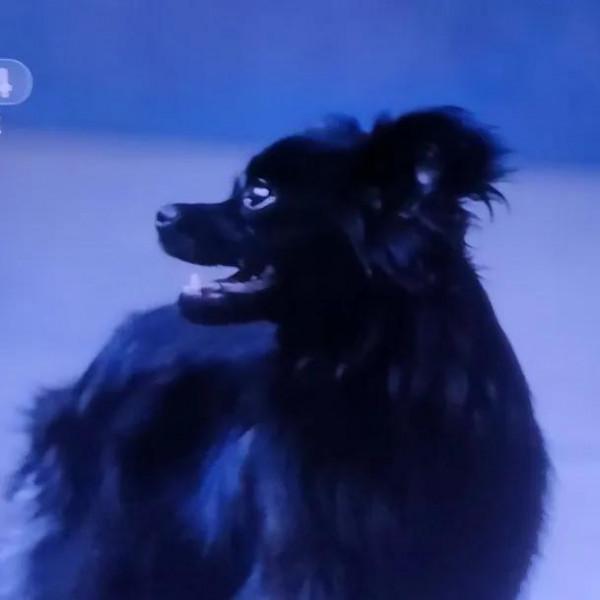 電視劇《裝臺》中“特殊演員”的巧用