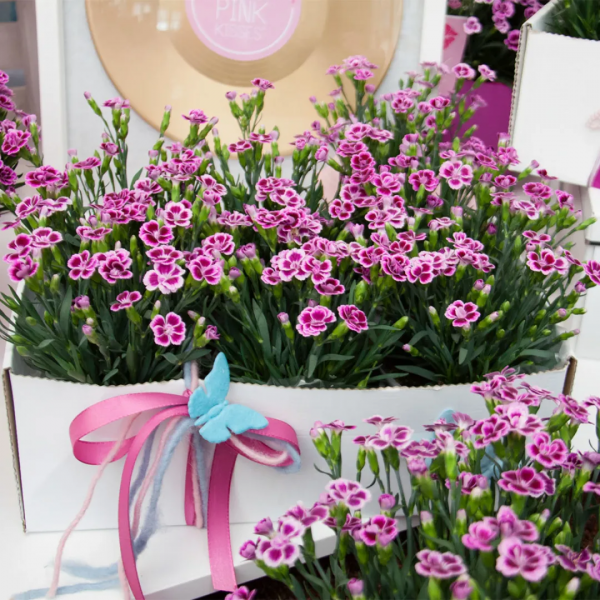 讓花園充滿浪漫色彩的粉色開花植物，滿足你的少女心