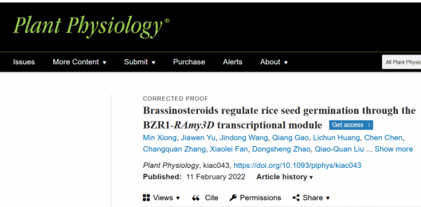 揚州大學劉巧泉團隊在油菜素內酯調控水稻萌發研究中取得重要進展