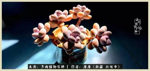 遠處都是風景，近處全是人生，眼前卻是多肉