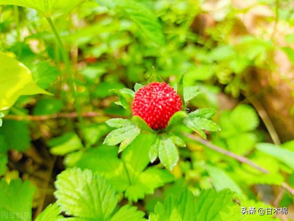帶你一起回味62種南方野果子,它們是物質匱乏年代小朋友的零食 帶你一起回味62種南方野果子,它們是物質匱乏年代小朋友的零食