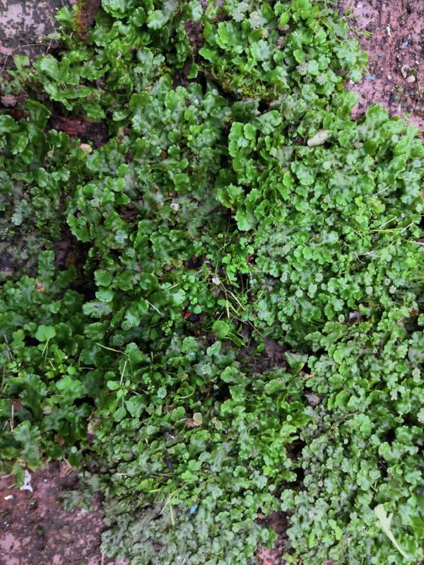 分神的秋天 分神的秋天