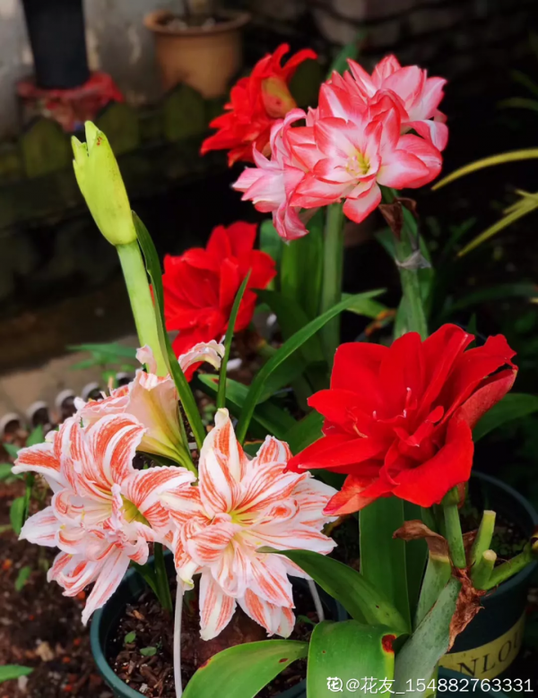 花開完之後別急著扔，趕緊剪一遍，還能繼續開花