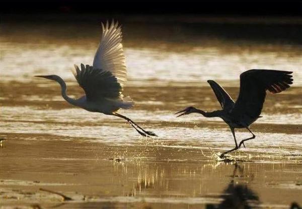分享圖片一一比翼雙飛鳥