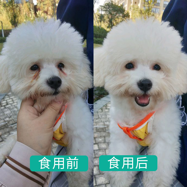比熊犬：可以說是最好養的犬種之一，養一隻不後悔